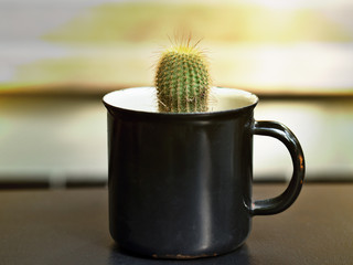 A cactus or succulent plant with green stem or spines and thorn growing in dry soil or sand in a coffee cup pot on wooden table with beautiful sunset background