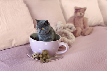 British Short Hair Kitten Sitting In A Teacup