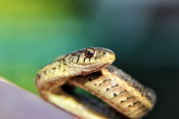 Garter Snake 2