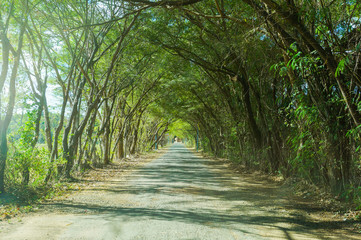 Beautiful tunnel of trees country road