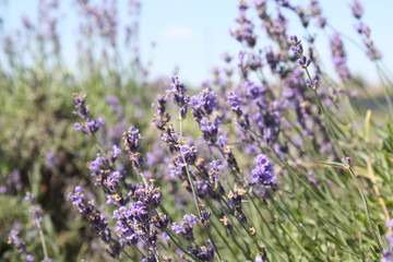Naklejka premium Lavender Feild
