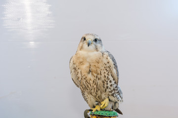 Hawk at home. The hawk lives at home.