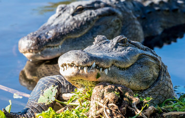 Gators