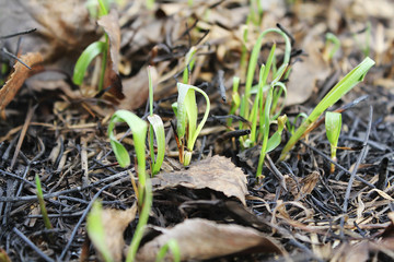 The growing grass between old leaves