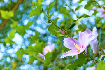Flowers nodding in the wind