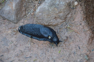black slug