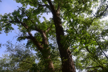 Fototapeta premium Forest