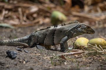 Iguana on Costa Rica beach