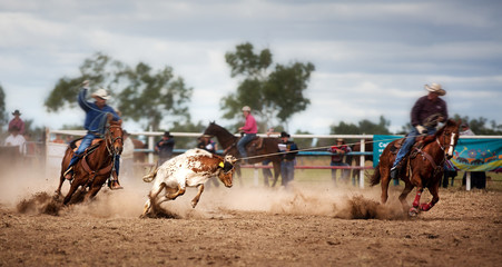 Calf Roping At A Country Rodeo - obrazy, fototapety, plakaty