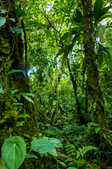Green rainforest texture. Full frame trees and leaves in tropical rainforest  - obrazy, fototapety, plakaty