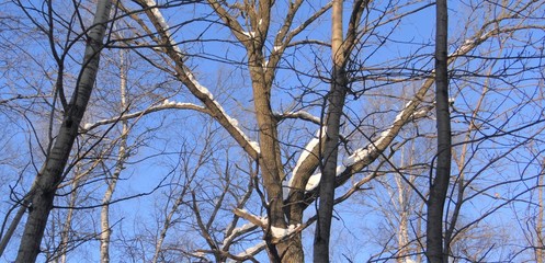 Trees in the snow in the winter sun.
