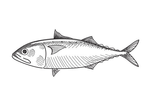black and white fish sketch on white clip art preview