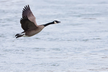 Canada goose flying over water