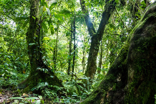 Fototapeta Green rainforest texture. Full frame trees and leaves in tropical rainforest 
