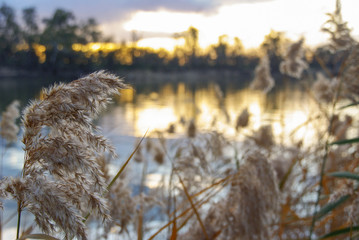 River reed flowers at sunset with background out of focus