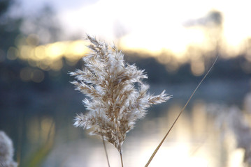 Reed flower with a blurred bokeh background