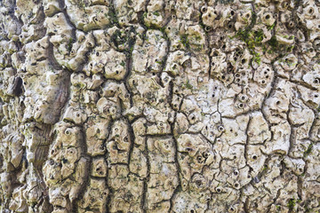 texture bark tropical tree