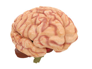 realistic brain from side or front view isolated on a white background 3d rendering