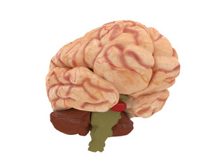 realistic brain from side or front view isolated on a white background 3d rendering