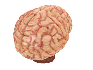 realistic brain from side or front view isolated on a white background 3d rendering
