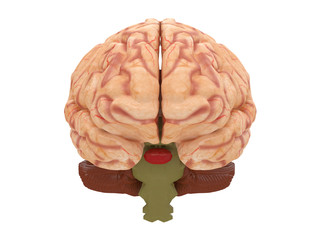 realistic brain from side or front view isolated on a white background 3d rendering