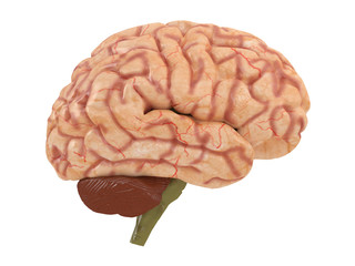 realistic brain from side or front view isolated on a white background 3d rendering