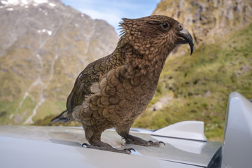 Kia -New Zealand's native parrot with a lot of personality. at Mount Talbot.