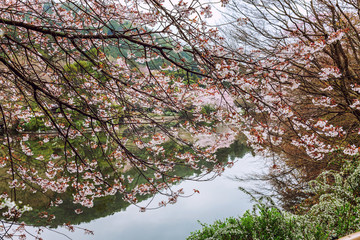 Beautiful flowering sakura trees in a Japanese park