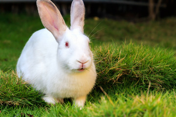 white rabbit eating grass on the lawn. Closeup