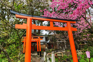 Beautiful flowering sakura trees in a Japanese park