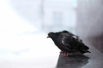 The black dove.