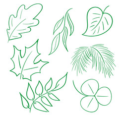 hand-drawn image of leaves, clover. birch, spruce, oak, maple, willow, mountain ash