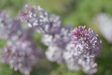 lilac / ライラックの花 (八分咲き)