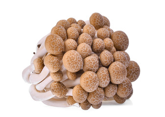 fresh brown shimeji mushroom, beech mushrooms or edible mushroom isolated on white background