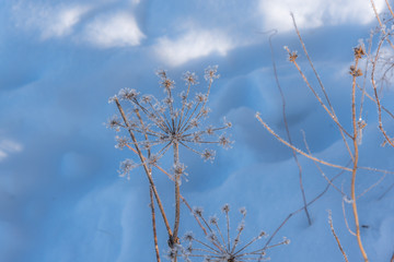 Frozen plants