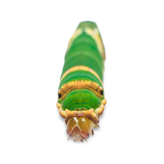 Banded Swallowtail (Papilio demolion) caterpillar