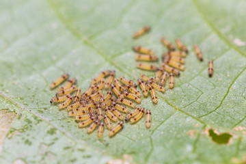 Group of moth caterpillars