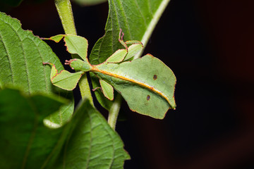 Female leaf insect (Phyllium westwoodi)
