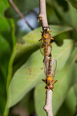 Robber flies (Asilidae) mating