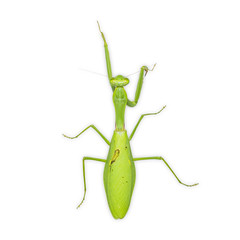 Giant Asian mantis (Hierodula membranacea)