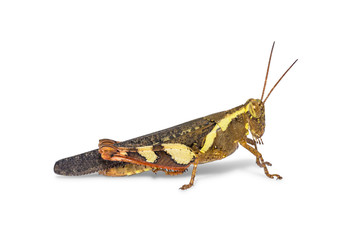 Rufous-legged grasshopper (Xenocatantops humilis)