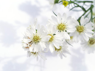 Close up of White Marguerite flower.
