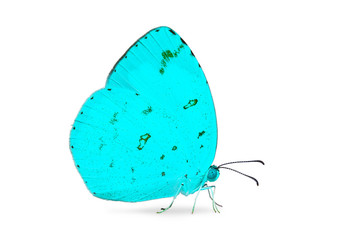 Teal color Common Grass Yellow (Eurema hecabe) butterfly