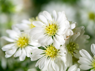 Obraz na płótnie Canvas Close up of White Marguerite flower.