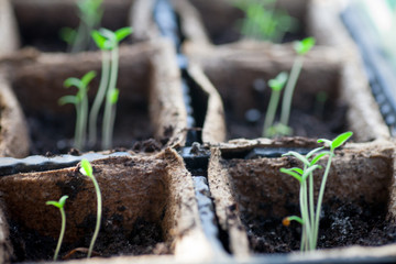 Tomato seedling pot in greenhouse