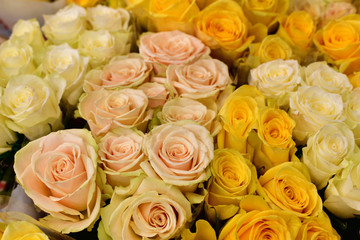 Plakat Many yellow and pink roses