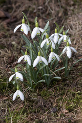 Snowdrops in natural environment