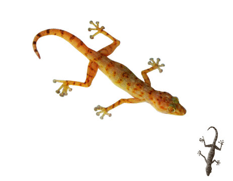 Gecko. Isolated on white background. Vector illustration.