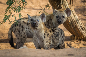 The spotted hyena (Crocuta crocuta) younger