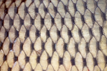 Background texture of fish scales © Benediximus